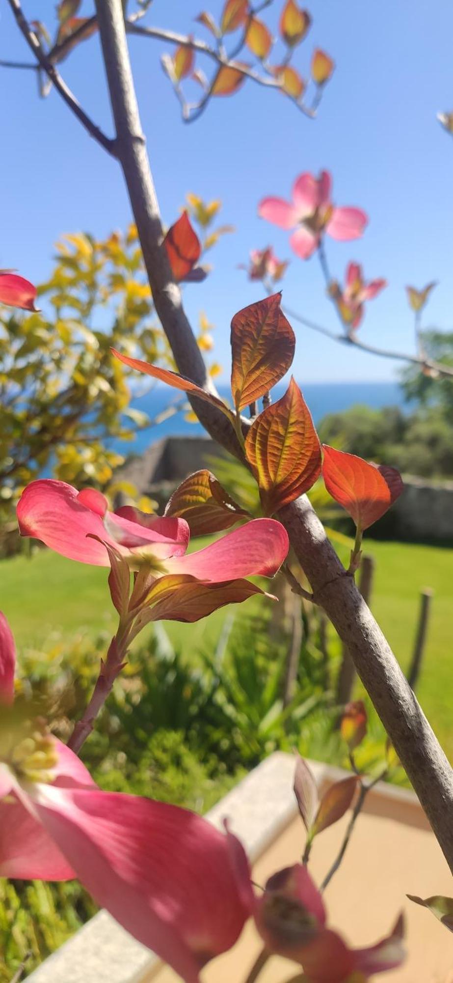 Il Giardino Sull'Isola - Appartamento - Bergeggi Exterior foto